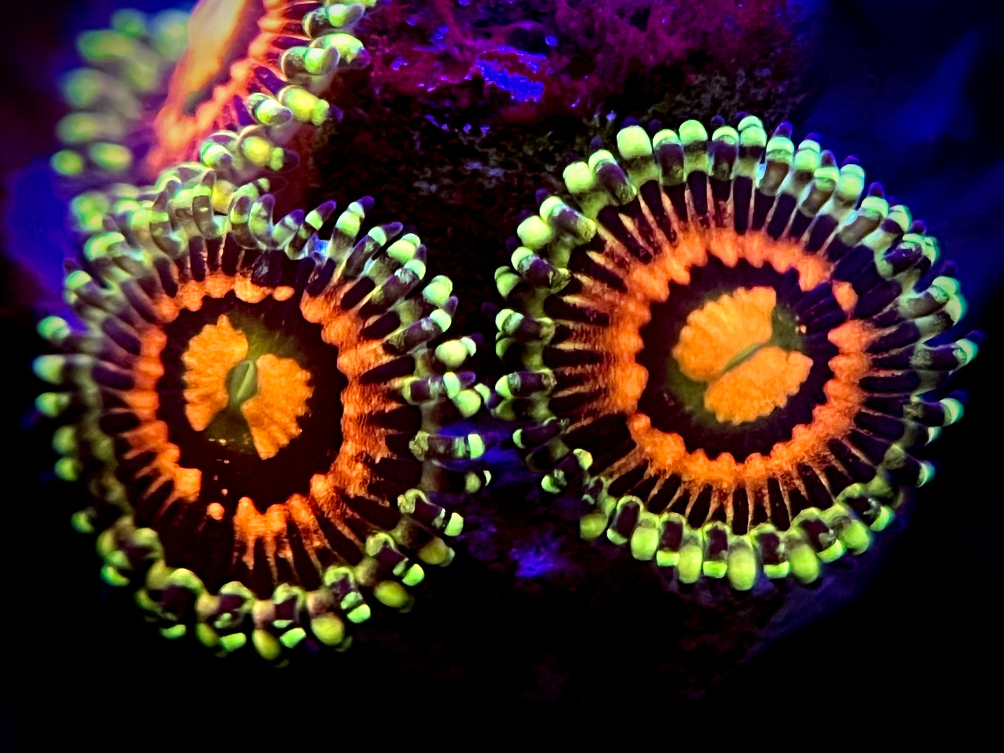 Rainbow Incinerator Zoa