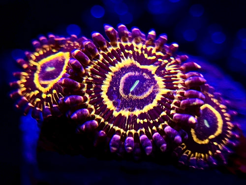 Stratosphere Zoanthid