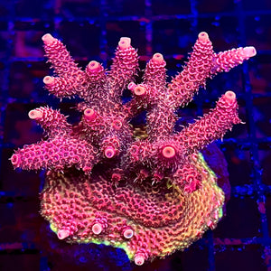 Atomic Rosey Millepora