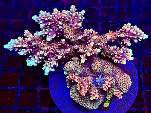 Pink Cadillac Acropora