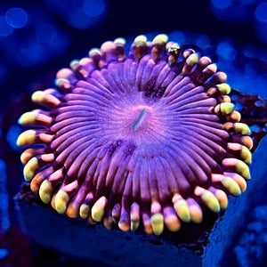 Koala Eye Zoanthid