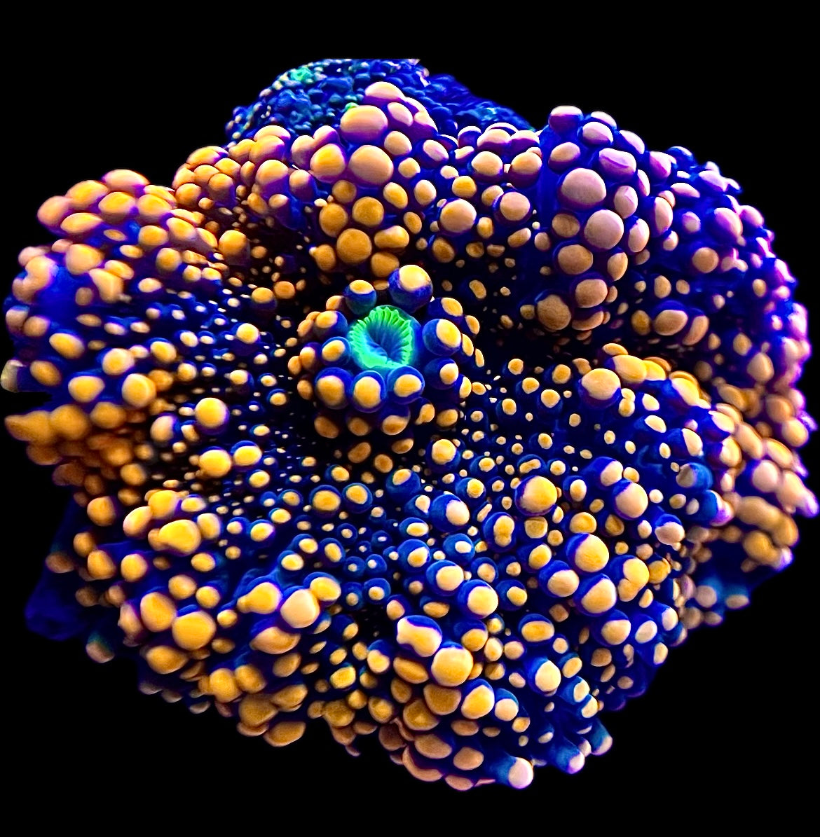 Giant Neon Orange Yuma Mushroom
