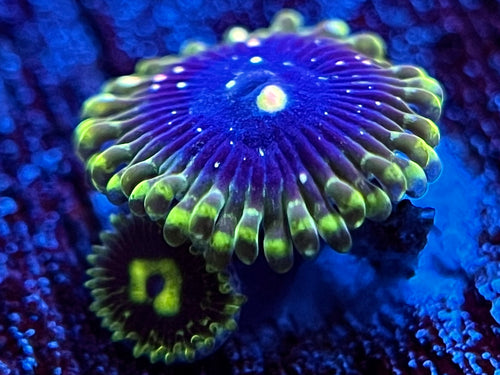 Exosphere Zoanthid