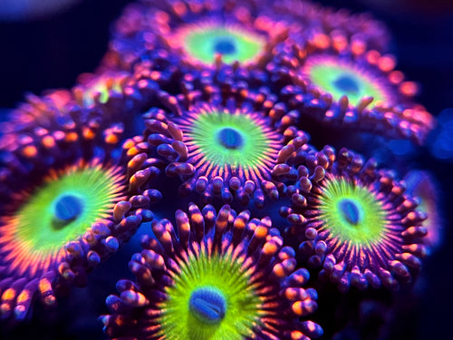 Bowzer Zoanthid