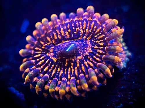 Flaming Mohican Zoa