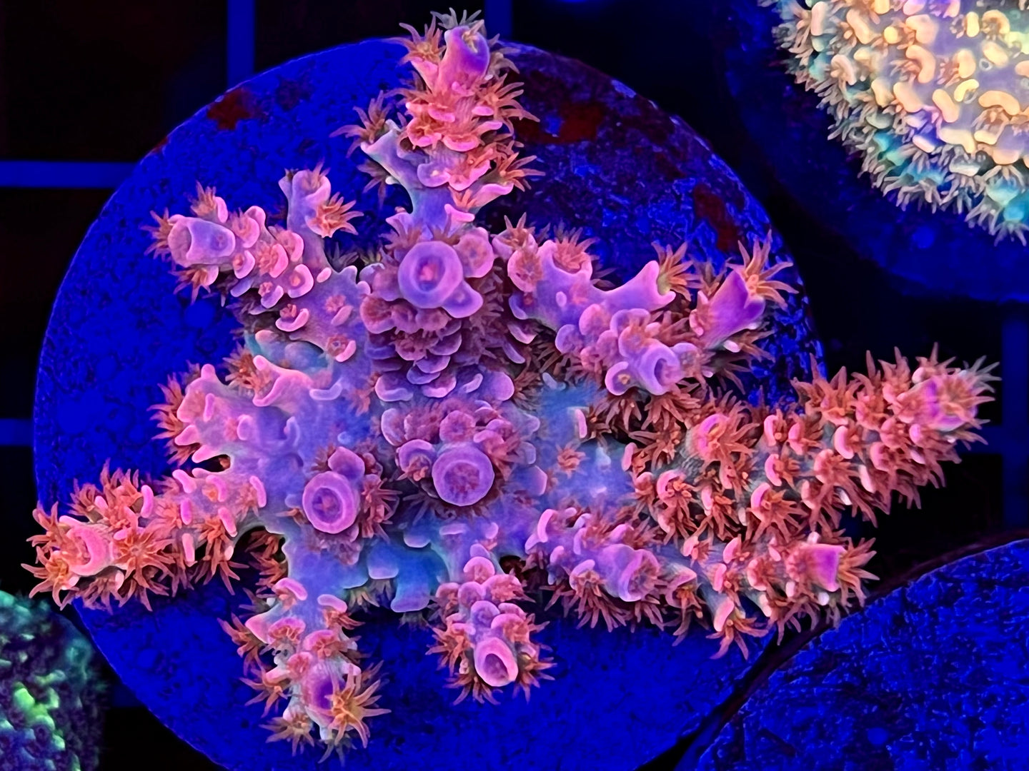 TGC Cherry Bomb Acropora