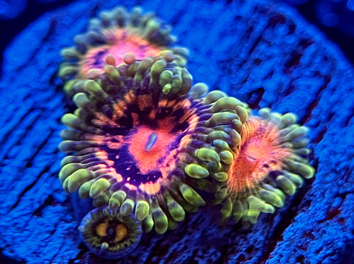 Marvin the Martian Zoanthid