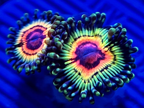 Little Shop of Horror Zoanthid