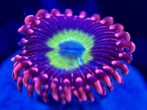 Omega Zoanthid