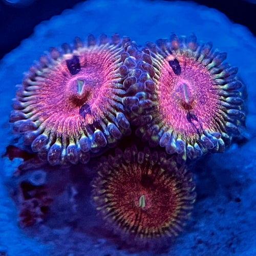 Kamikaze Kush Zoanthid