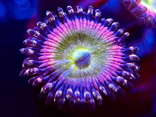 Kung Fu Fighter Zoanthid