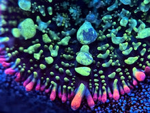 Load image into Gallery viewer, Mardi Gras Bounce Mushroom