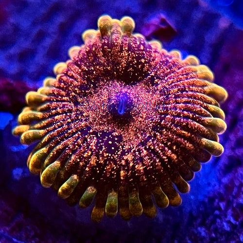 Dayglo Volcano Zoanthid