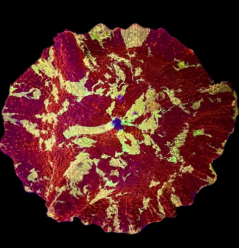 Eclectus Jawbreaker Mushroom