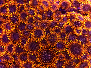 Utter Chaos Zoanthid