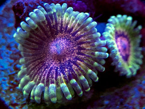 Goldschlager Zoanthid