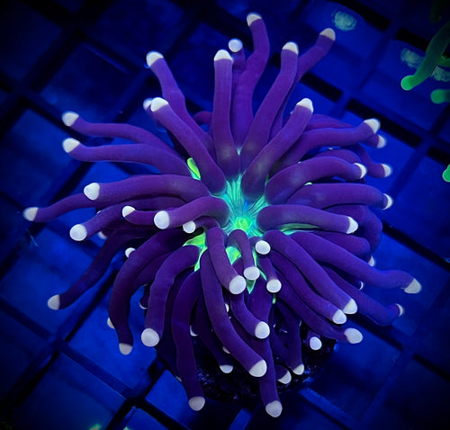 Joker Torch Coral