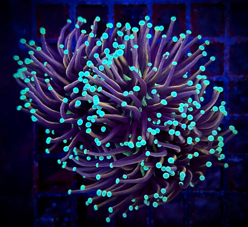 Jester Torch Coral