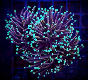 Jester Torch Coral