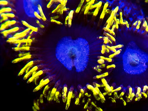 Frozen Hornet Zoa