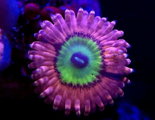 Chucky’s Bride Zoanthid