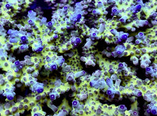 Load image into Gallery viewer, A to Z Mountain Frost Acro