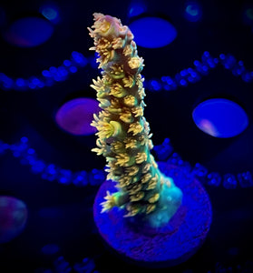 WYSIWYG Walt Disney Acropora