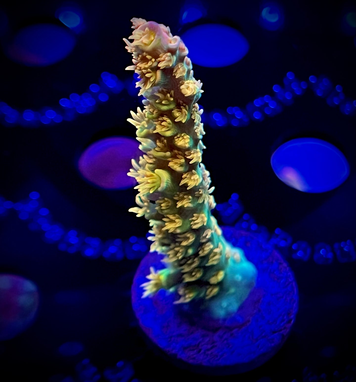 WYSIWYG Walt Disney Acropora