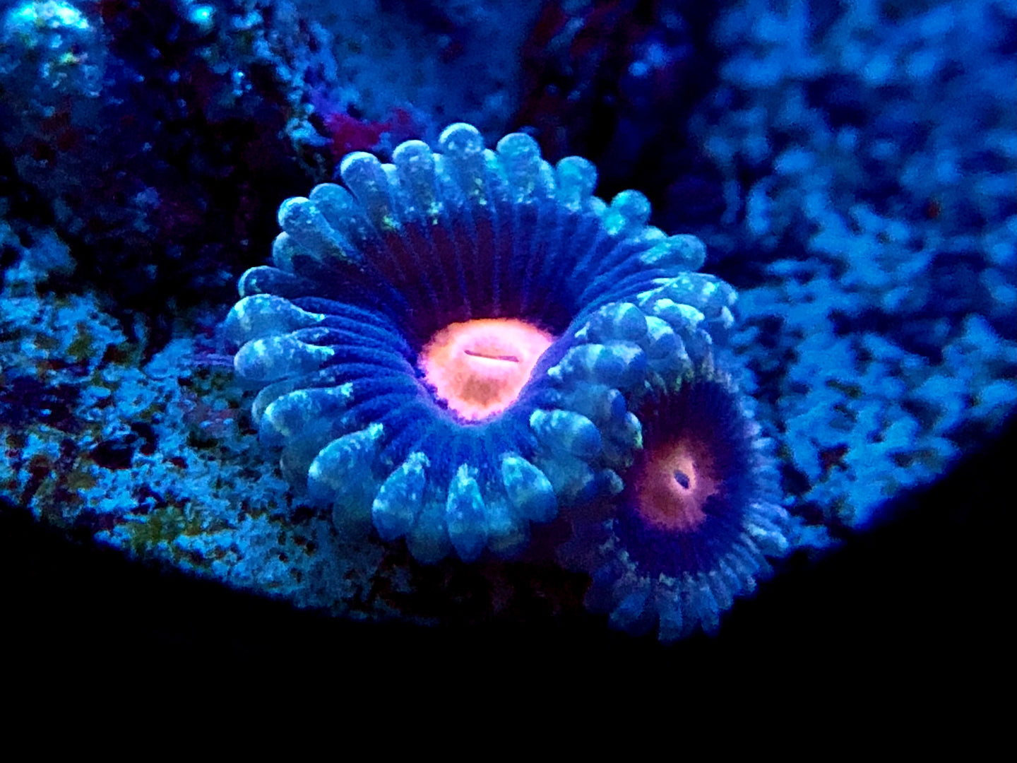 Mary Jane Zoanthid