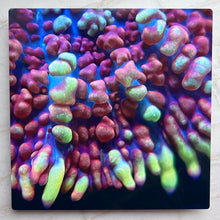 Load image into Gallery viewer, Juggernaut Bounce Mushroom Metal Art Print