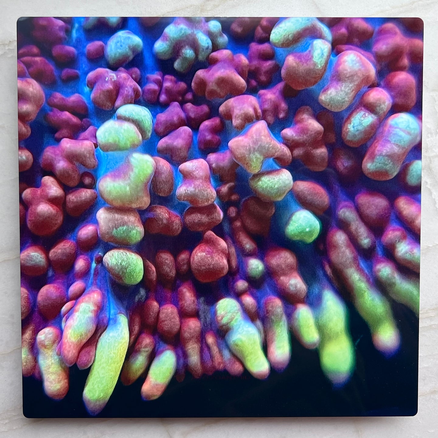 Juggernaut Bounce Mushroom Metal Art Print