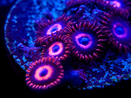 UFO Hornet Zoanthid