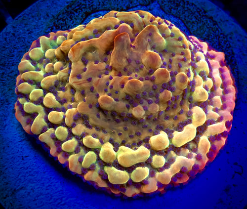Beast Montipora