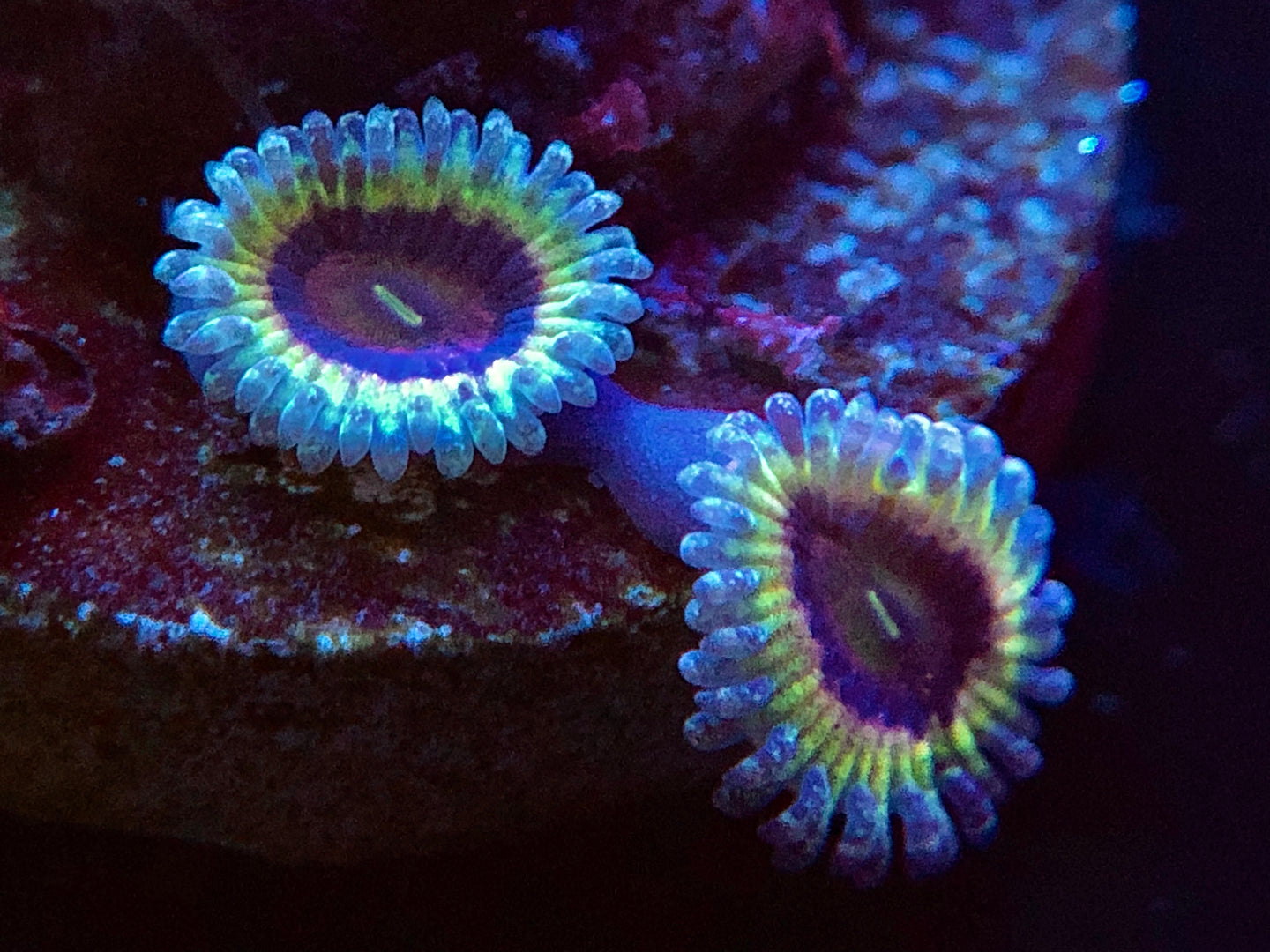 Queen Strat Zoanthid