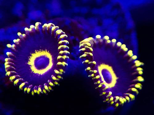 Purple Hornet Zoanthid