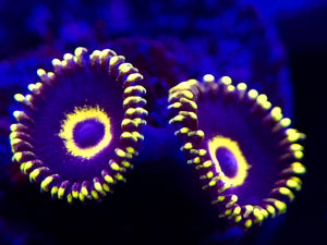 Purple Hornet Zoanthid