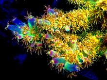 Load image into Gallery viewer, Walt Disney Tenuis Acropora