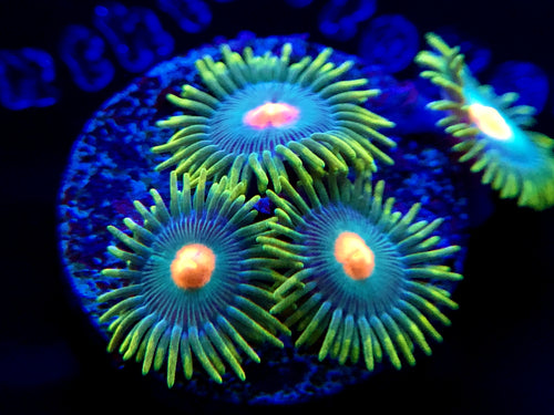 Green Bay Packers Zoanthid