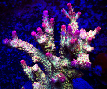 Load image into Gallery viewer, PC Rainbow Acropora