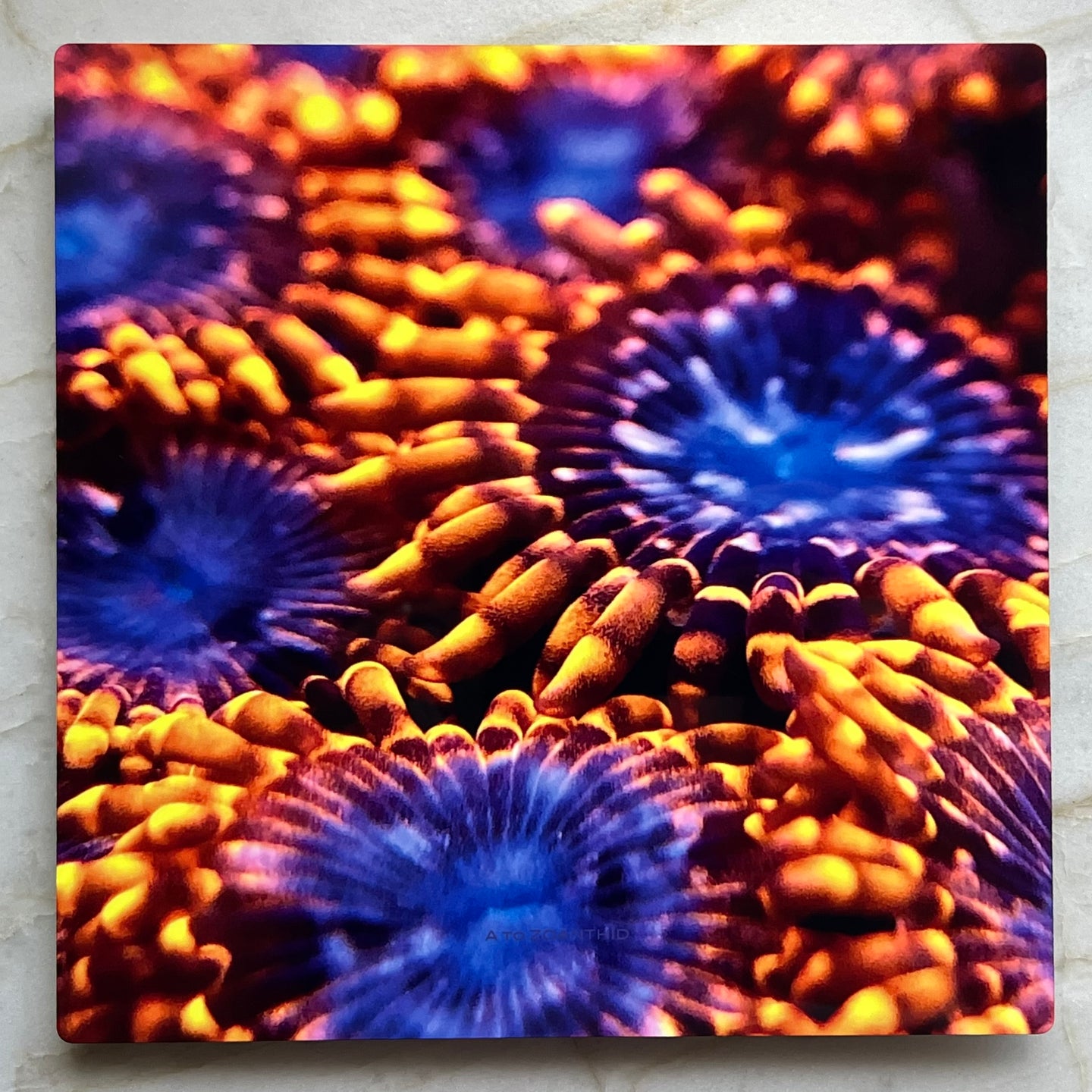 Utter Chaos Zoa Metal Art Print