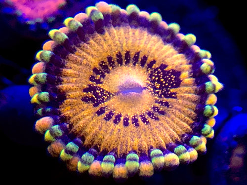 GB Taste of Rainbow Zoanthid