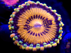 GB Taste of Rainbow Zoanthid