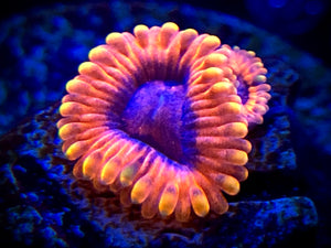 Rainbow Valentines Day Massacre Zoanthid