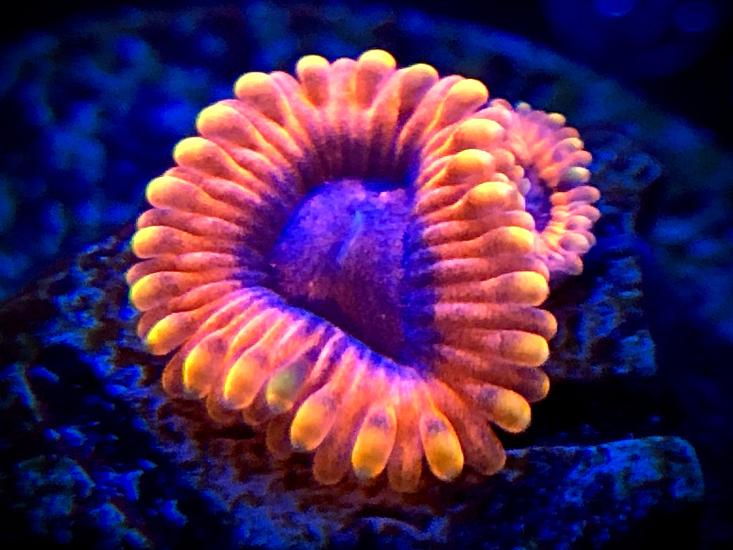 Rainbow Valentines Day Massacre Zoanthid