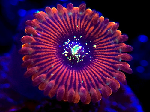 Magician Zoanthid