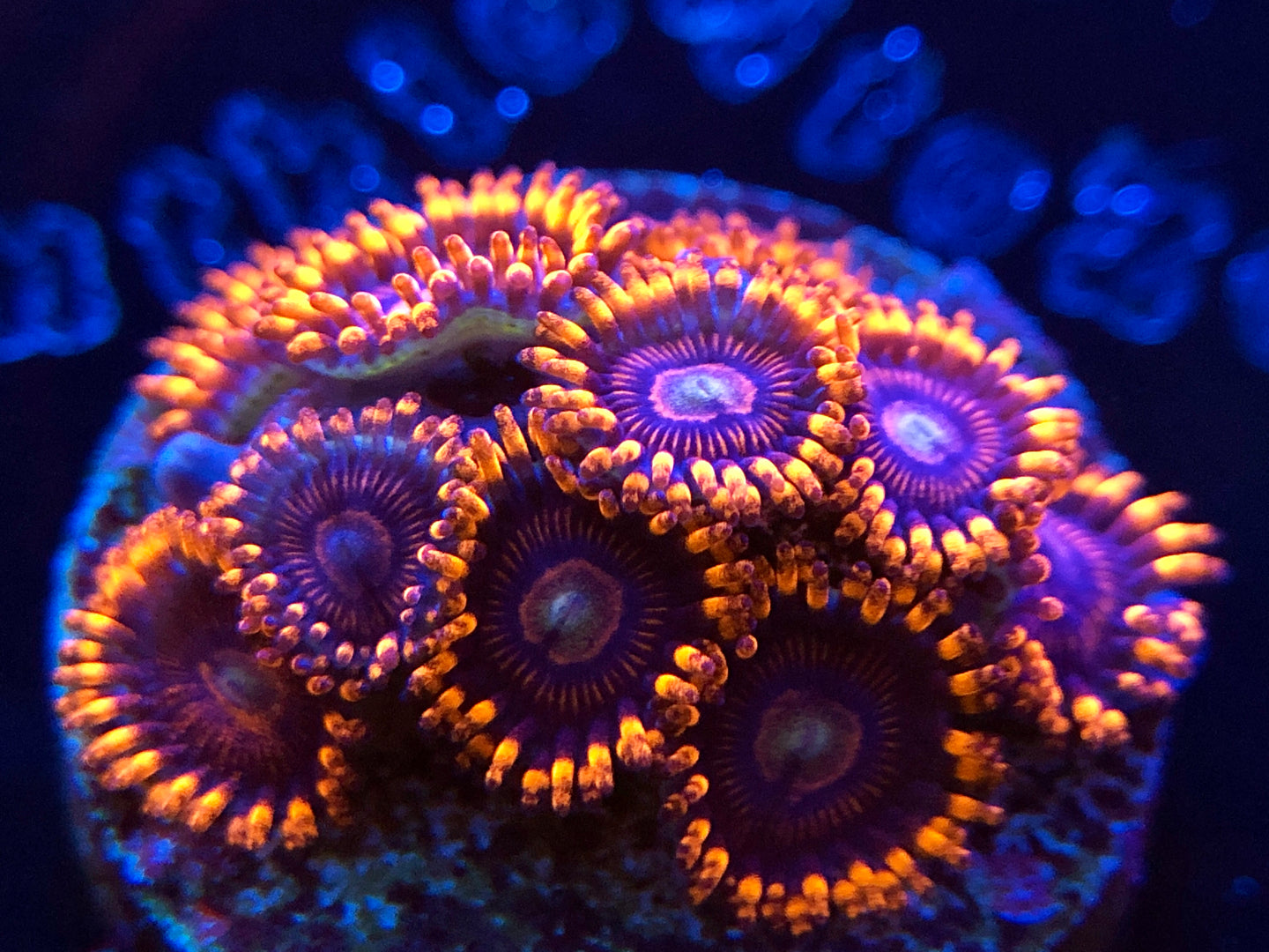 WWC Twizzler Zoanthid