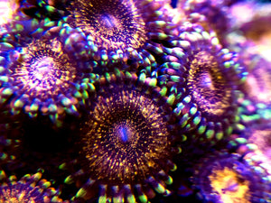 Pandora Zoanthid