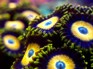Scrambled Eggs Zoanthid