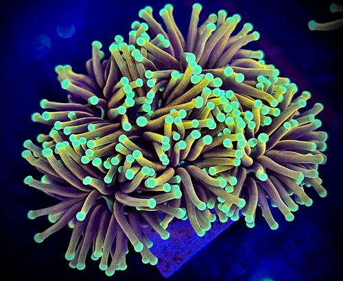 Orange Peel Torch Coral