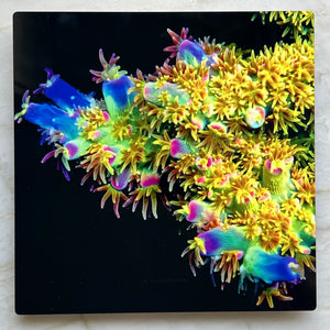 Walt Disney Acropora Metal Art Print